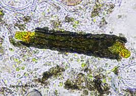 Attēlu rezultāti vaicājumam “Cystocoleus ebeneus”