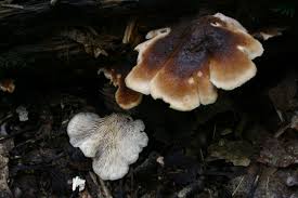 Attēlu rezultāti vaicājumam “Lentinellus ursinus”