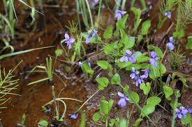 Attēlu rezultāti vaicājumam “Viola uliginosa leaf”