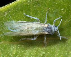 Attēlu rezultāti vaicājumam “Pemphigus borealis”