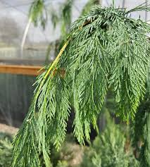 Attēlu rezultāti vaicājumam “Chamaecyparis lawsoniana”