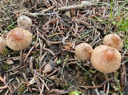 Attēlu rezultāti vaicājumam “Tricholoma sp.”