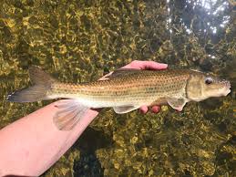 Image result for Minytrema melanops