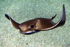 Image result for Myliobatis aquila