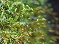 Attēlu rezultāti vaicājumam “Hygroamblystegium varium”