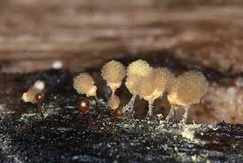 Attēlu rezultāti vaicājumam “Hemitrichia clavata macro”