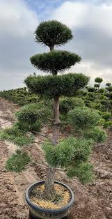 Attēlu rezultāti vaicājumam “Pinus sylvestris”