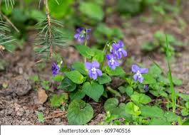 Attēlu rezultāti vaicājumam “Viola reichenbachiana”