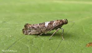 Attēlu rezultāti vaicājumam “Acrolepiopsis assectella”