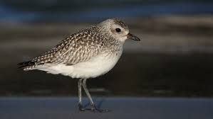 Attēlu rezultāti vaicājumam “Pluvialis squatarola”