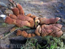 Attēlu rezultāti vaicājumam “Hypocreopsis lichenoides”