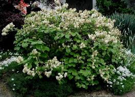 Attēlu rezultāti vaicājumam “Fothergilla major”