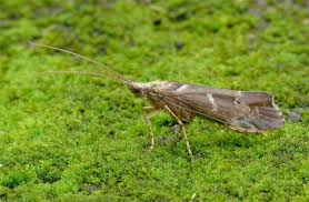 Attēlu rezultāti vaicājumam “Glyphotaelius pellucidus”