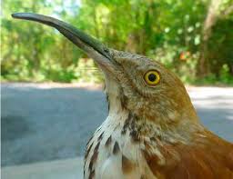 Image result for Toxostoma rufum