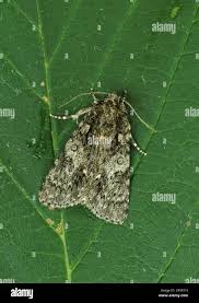 Attēlu rezultāti vaicājumam “Acronicta rumicis imago”