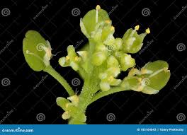Attēlu rezultāti vaicājumam “Lepidium densiflorum flower”