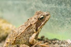 Attēlu rezultāti vaicājumam “Rana temporaria”