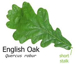 Attēlu rezultāti vaicājumam “Quercus robur leaf”