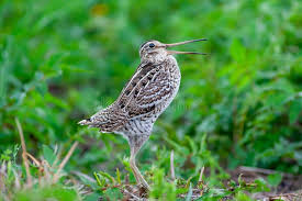 Image result for Gallinago media