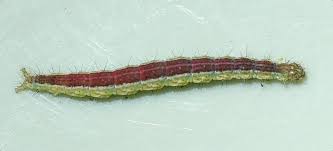 Attēlu rezultāti vaicājumam “Ypsolopha dentella”