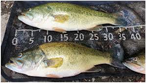 Image result for Micropterus salmoides