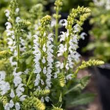 Attēlu rezultāti vaicājumam “Salvia nemorosa fruit”
