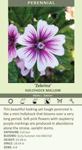 Image result for Malva sylvestris