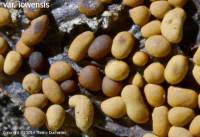 Attēlu rezultāti vaicājumam “Trichia contorta”