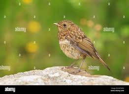 Attēlu rezultāti vaicājumam “Erithacus rubecula”