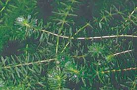 「水蘊草」的圖片搜尋結果