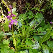 Attēlu rezultāti vaicājumam “Orchis mascula flower”