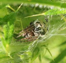 Attēlu rezultāti vaicājumam “Larinioides cornutus”