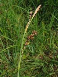 Attēlu rezultāti vaicājumam “Carex panicea flower”