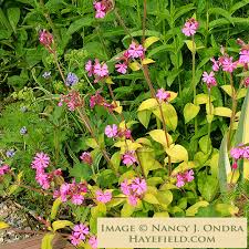 Image result for Silene dioica