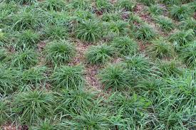 Attēlu rezultāti vaicājumam “Carex caryophyllea”
