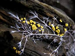 Attēlu rezultāti vaicājumam “Badhamia foliicola”