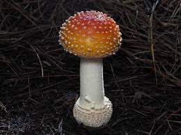 Attēlu rezultāti vaicājumam “Hypnum pallescens sporophyte”