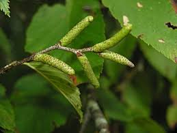 Attēlu rezultāti vaicājumam “Betula alleghaniensis fruit”