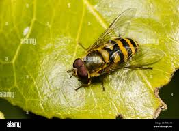 Attēlu rezultāti vaicājumam “Syrphus sp.”