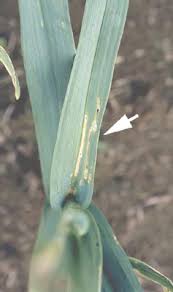 Attēlu rezultāti vaicājumam “Acrolepiopsis assectella”