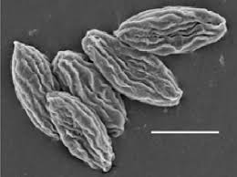 Attēlu rezultāti vaicājumam “Ascotremella faginea”