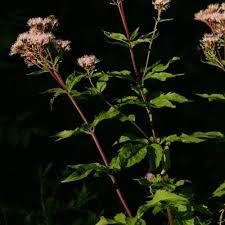 Attēlu rezultāti vaicājumam “Eupatorium cannabinum leaf”