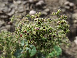 Attēlu rezultāti vaicājumam “Chenopodium polyspermum var. acutifolium flower”