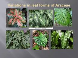 Attēlu rezultāti vaicājumam “Araceae”