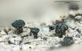 Attēlu rezultāti vaicājumam “Calicium adspersum”