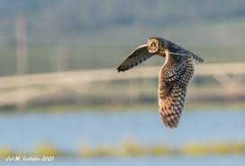 Attēlu rezultāti vaicājumam “Asio flammeus”