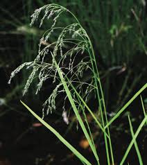 Attēlu rezultāti vaicājumam “Glyceria lithuanica”