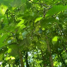 Attēlu rezultāti vaicājumam “Tetraneura ulmi”