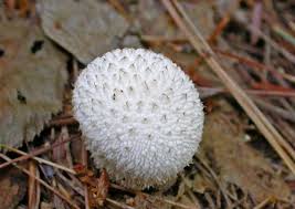 Attēlu rezultāti vaicājumam “Lycoperdon echinatum”