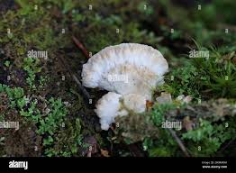 Attēlu rezultāti vaicājumam “Postia tephroleucus”